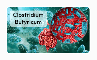 Clostridium butyricum