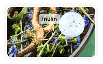 Concentrated chicory root